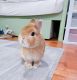 Netherland Dwarf rabbit Rabbits for sale in Los Angeles, CA, USA. price: $450