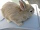 Netherland Dwarf rabbit Rabbits for sale in Moberly, MO, USA. price: $4,500