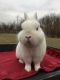 Netherland Dwarf rabbit Rabbits for sale in Monroe, MI, USA. price: NA