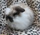 Netherland Dwarf rabbit Rabbits for sale in Orlando, FL, USA. price: NA