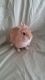 Netherland Dwarf rabbit Rabbits for sale in Connelly Springs, NC 28612, USA. price: NA