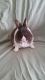 Netherland Dwarf rabbit Rabbits for sale in Connelly Springs, NC 28612, USA. price: $30