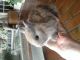 Netherland Dwarf rabbit Rabbits for sale in Atlanta, GA, USA. price: NA