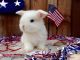 Netherland Dwarf rabbit Rabbits for sale in Hayward, CA, USA. price: NA