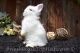 Netherland Dwarf rabbit Rabbits for sale in San Francisco, CA, USA. price: NA