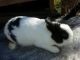 Netherland Dwarf rabbit Rabbits for sale in Roseville, OH 43777, USA. price: NA