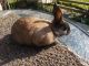 Netherland Dwarf rabbit Rabbits for sale in Roseville, OH 43777, USA. price: NA