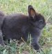 Netherland Dwarf rabbit Rabbits for sale in Whitwell, TN 37397, USA. price: NA