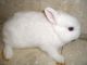 Netherland Dwarf rabbit Rabbits for sale in Hauppauge, NY, USA. price: NA