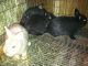 Netherland Dwarf rabbit Rabbits for sale in Bellefontaine, OH 43311, USA. price: NA