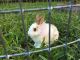 Netherland Dwarf rabbit Rabbits for sale in Kendall, FL, USA. price: NA