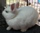 Netherland Dwarf rabbit Rabbits for sale in Austin, TX, USA. price: $100