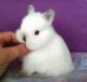 Netherland Dwarf rabbit Rabbits for sale in Newaygo, MI 49337, USA. price: $75