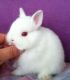 Netherland Dwarf rabbit Rabbits for sale in Newaygo, MI 49337, USA. price: $50