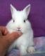 Netherland Dwarf rabbit Rabbits for sale in Newaygo, MI 49337, USA. price: $45