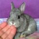 Netherland Dwarf rabbit Rabbits for sale in Newaygo, MI 49337, USA. price: $55