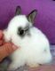 Netherland Dwarf rabbit Rabbits for sale in Newaygo, MI 49337, USA. price: $65