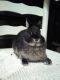 Netherland Dwarf rabbit Rabbits for sale in Floral City, FL 34436, USA. price: NA