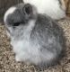 Netherland Dwarf rabbit Rabbits for sale in Burleson, TX, USA. price: NA