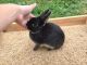 Netherland Dwarf rabbit Rabbits for sale in Preston, MN 55965, USA. price: $30