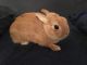 Netherland Dwarf rabbit Rabbits for sale in Galion, OH 44833, USA. price: NA