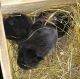 Netherland Dwarf rabbit Rabbits for sale in Bellefontaine, OH 43311, USA. price: NA