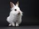Netherland Dwarf rabbit Rabbits for sale in Los Angeles, CA, USA. price: $150