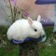 Netherland Dwarf rabbit Rabbits for sale in Natick, MA, USA. price: NA