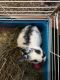 Netherland Dwarf rabbit Rabbits for sale in Brooklyn, NY, USA. price: NA