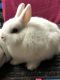 Netherland Dwarf rabbit Rabbits for sale in Seabrook, TX, USA. price: NA