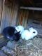 Netherland Dwarf rabbit Rabbits for sale in St. Petersburg, FL, USA. price: NA