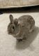 Netherland Dwarf rabbit Rabbits for sale in University Heights, OH, USA. price: NA