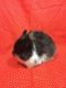 Netherland Dwarf rabbit Rabbits for sale in Wauseon, OH 43567, USA. price: NA