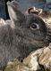 Netherland Dwarf rabbit Rabbits for sale in Abingdon, MD, USA. price: NA