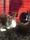 Netherland Dwarf rabbit Rabbits for sale in Hogansville, GA 30230, USA. price: NA