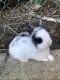 Netherland Dwarf rabbit Rabbits for sale in Anaheim Hills, Anaheim, CA, USA. price: NA