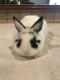 Netherland Dwarf rabbit Rabbits for sale in McKinney, TX, USA. price: $100