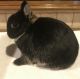 Netherland Dwarf rabbit Rabbits for sale in McKinney, TX, USA. price: $200