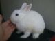 Netherland Dwarf rabbit Rabbits for sale in New Milford, NJ 07646, USA. price: NA