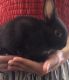 Netherland Dwarf rabbit Rabbits for sale in Newark, NJ 07105, USA. price: NA