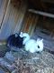 Netherland Dwarf rabbit Rabbits for sale in St. Petersburg, FL, USA. price: NA