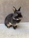 Netherland Dwarf rabbit Rabbits for sale in Anaheim Hills, Anaheim, CA, USA. price: $60