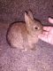 Netherland Dwarf rabbit Rabbits for sale in Coleman, MI 48618, USA. price: $60