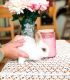 Netherland Dwarf rabbit Rabbits for sale in West Chester, PA, USA. price: NA