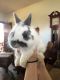 Netherland Dwarf rabbit Rabbits for sale in Lincoln, NE, USA. price: NA