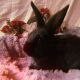 Netherland Dwarf rabbit Rabbits for sale in Chino Hills, CA, USA. price: NA