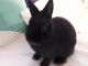 Netherland Dwarf rabbit Rabbits for sale in Mt Orab, OH, USA. price: NA