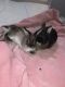 Netherland Dwarf rabbit Rabbits for sale in East Stroudsburg, PA 18302, USA. price: NA