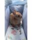 Netherland Dwarf rabbit Rabbits for sale in Corona, CA, USA. price: NA
