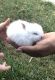 Netherland Dwarf rabbit Rabbits for sale in Lynwood, CA, USA. price: $35